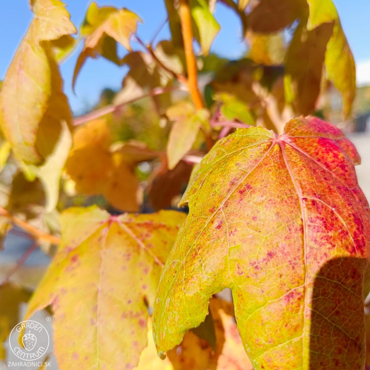 Obrázok Ambrovník styraxový (Liquidambar styraciflua) ‘GOLDEN SUN’®- výška 80-100 cm, kont. C5L